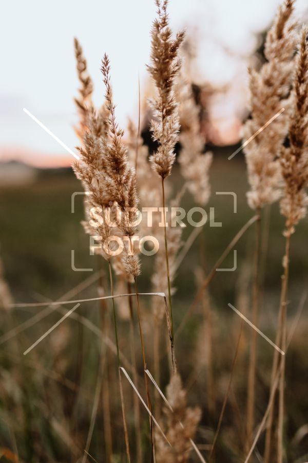 SpätSommer