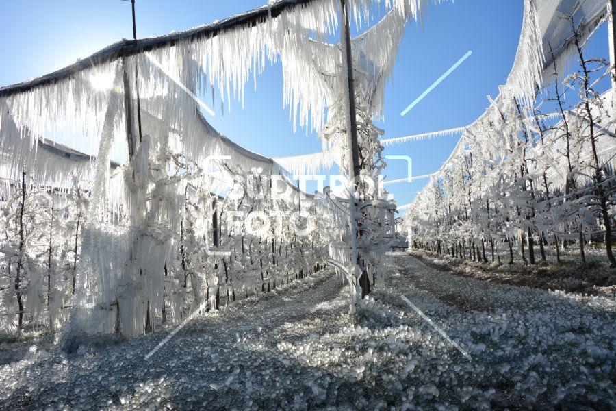 Frostbewässerung im Obstbau