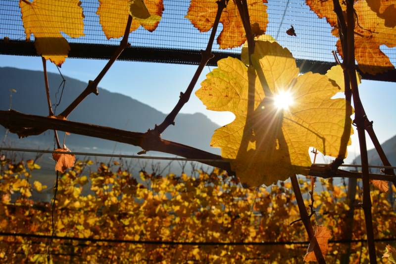 Traubenblatt im Herbst