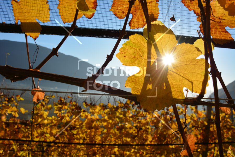 Traubenblatt im Herbst