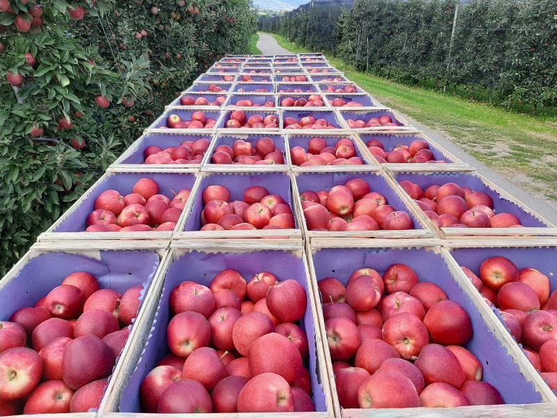 Äpfel in Holzkisten geerntet
