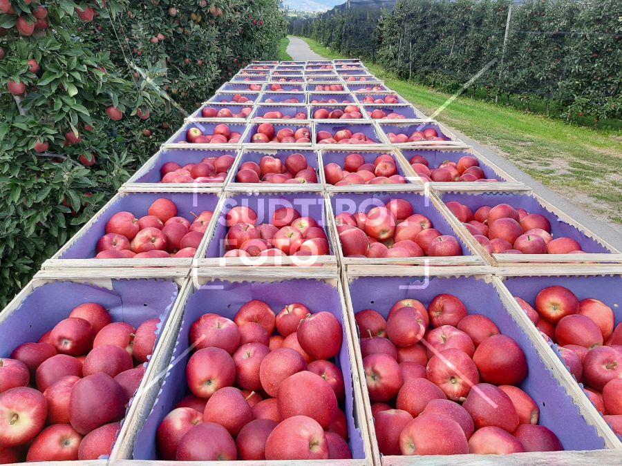 Äpfel in Holzkisten geerntet
