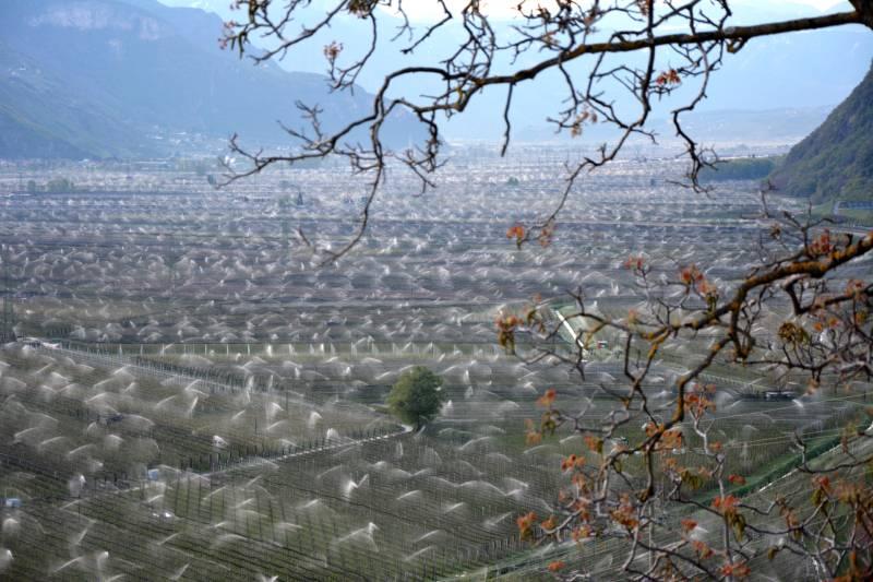 Frostbewässerung in Südtirol