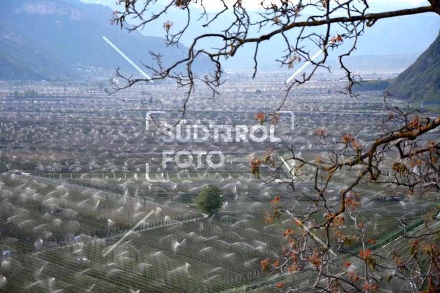 Frostbewässerung in Südtirol