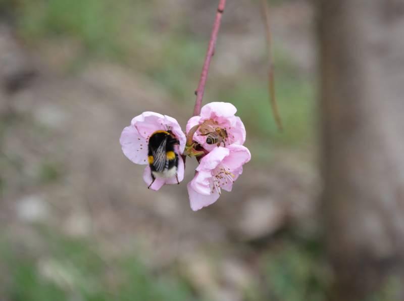 Biene und Hummel