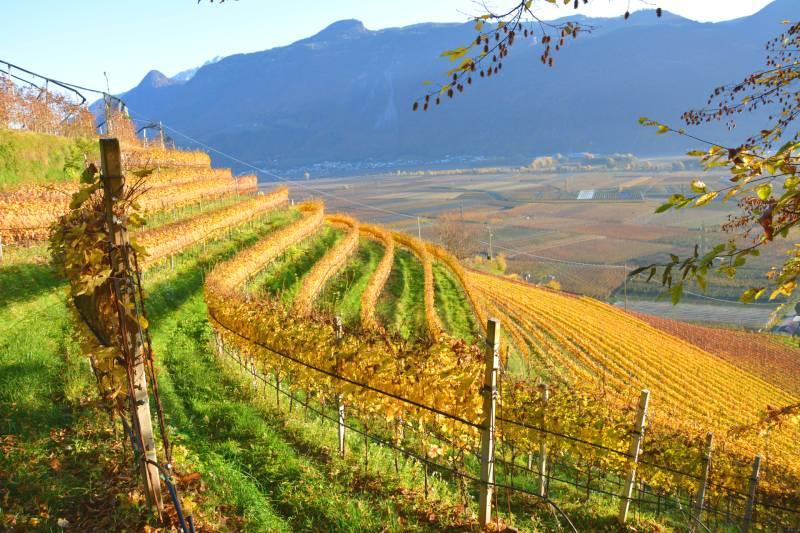 Weinbau im Herbst