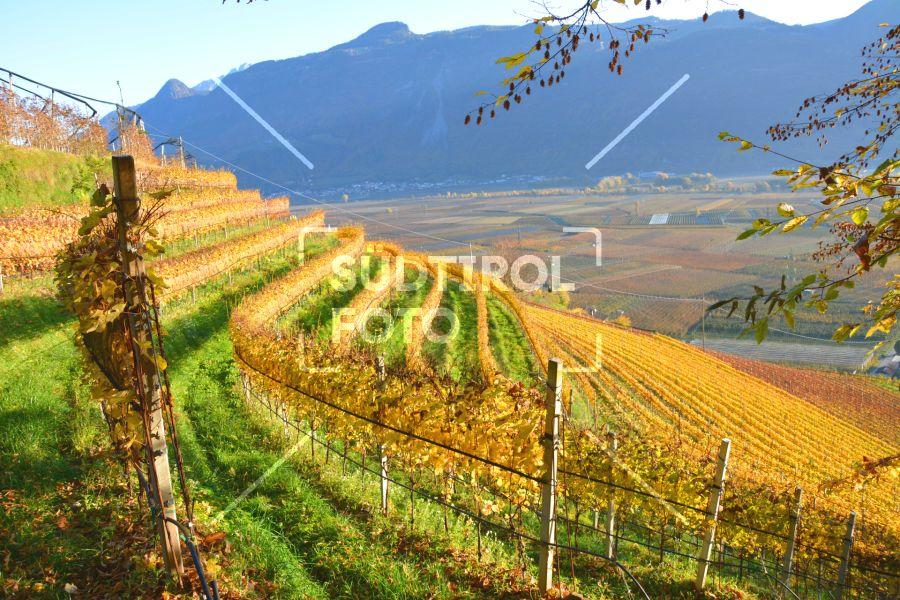 Weinbau im Herbst