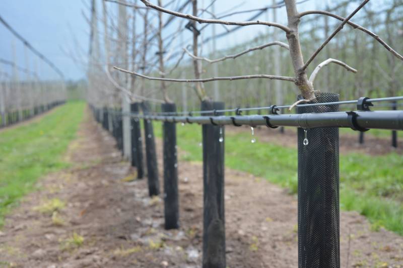 Tropfbewässerung im Obstbau