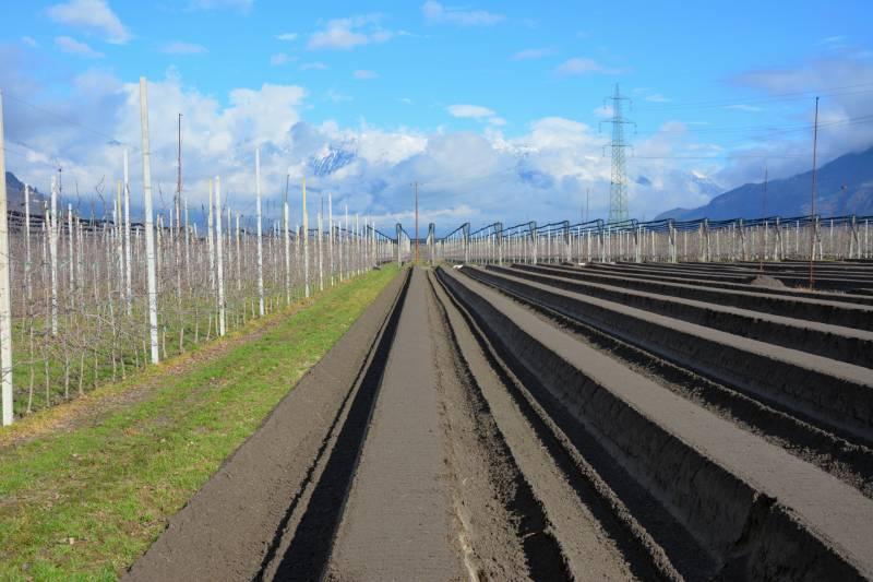 Spargelfeld von Obstbäumen umgeben
