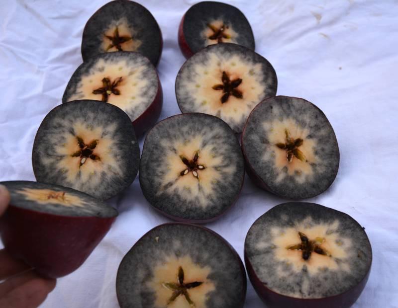 Reifetest bei Äpfeln