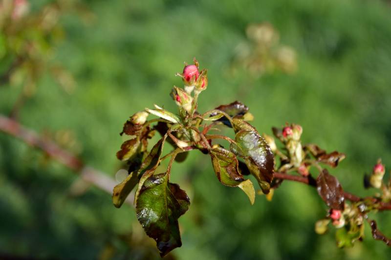 erfrorene Apfelbaumblüte