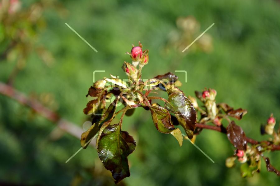 erfrorene Apfelbaumblüte