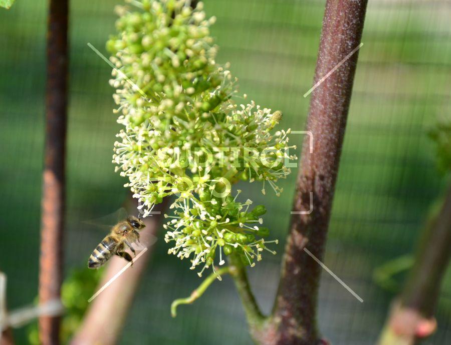 Biene fliegt zur Rebenblüte