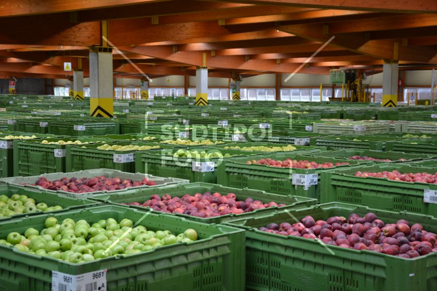 Obstversteigerung Egma Vilpian