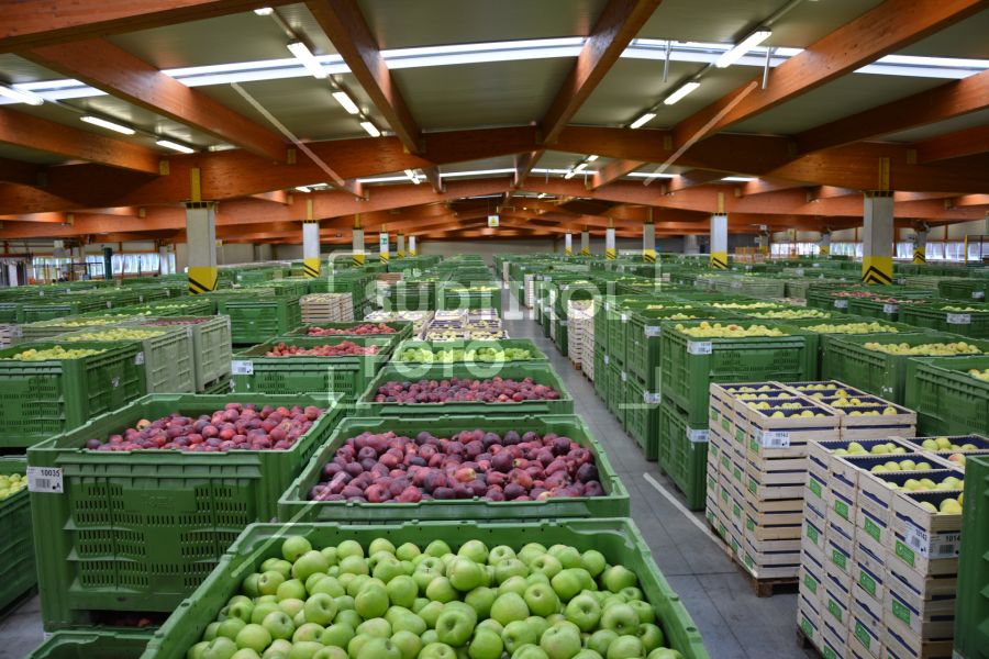 Obstversteigerung Egma Vilpian