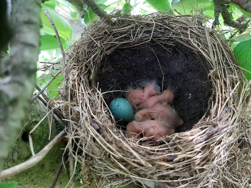 frisch geschlüpfte Vögel im Nest
