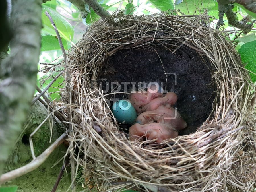 frisch geschlüpfte Vögel im Nest