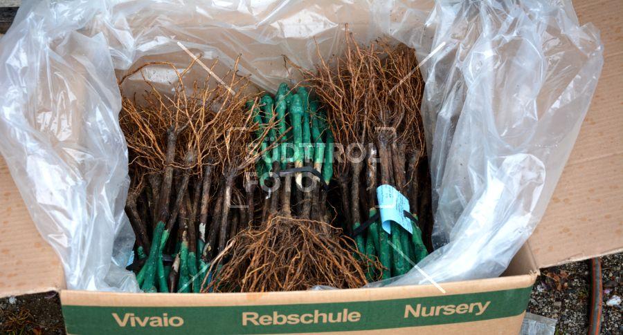 Pfropfreben "Raslen" im Karton