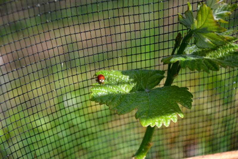 Marienkäfer auf Rebentrieb