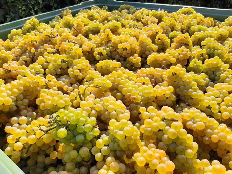 Chardonnay Trauben in Kisten "gewimmt"