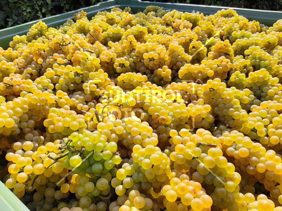 Chardonnay Trauben in Kisten "gewimmt"