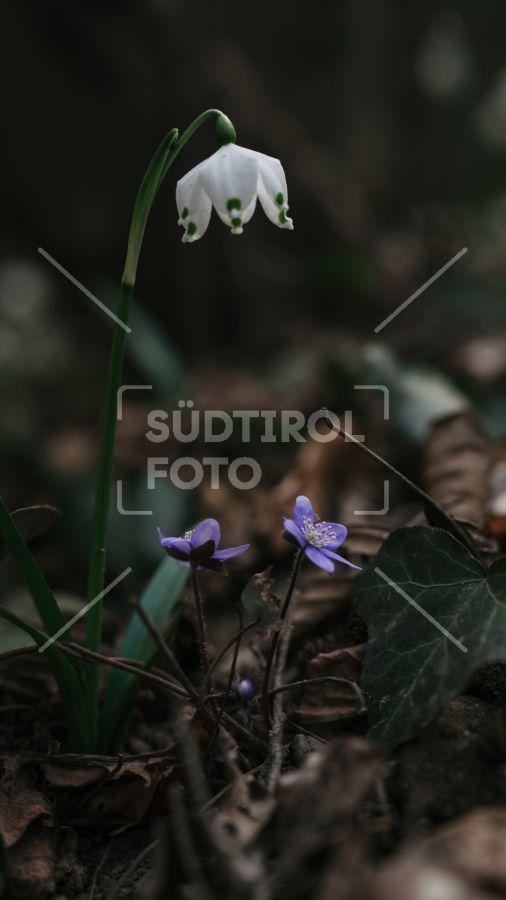 Frühlingsblumen